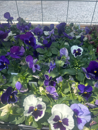 Pansy 4 Pack