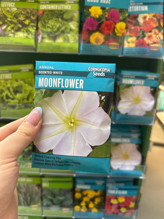 Scented White Moonflower