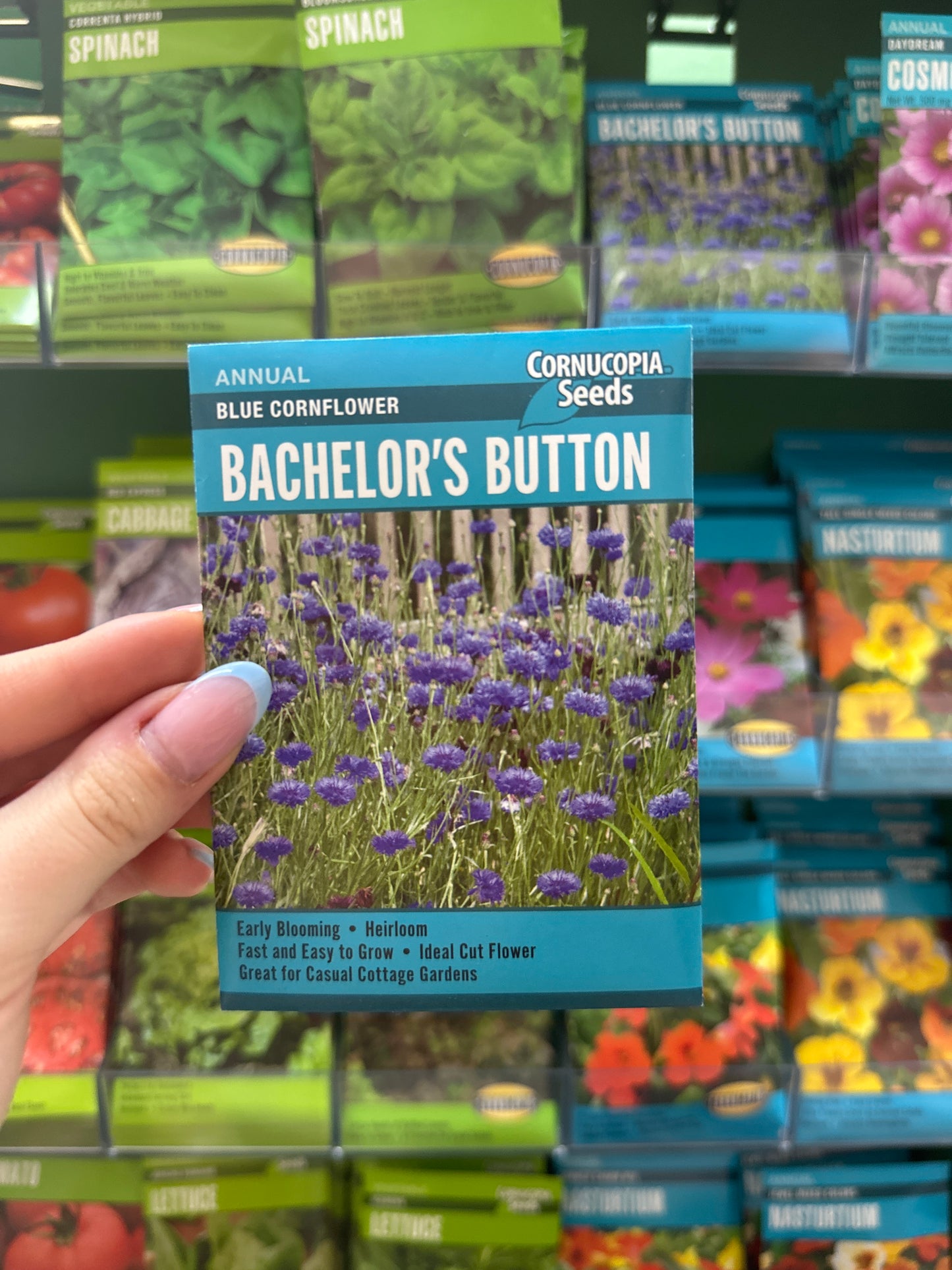 Bachelors Button Blue Cornflower