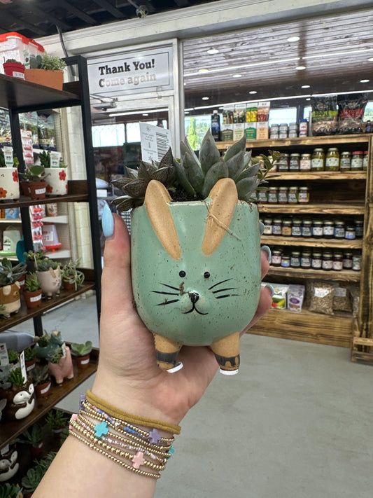 Ceramic Bunny Succulent 3”
