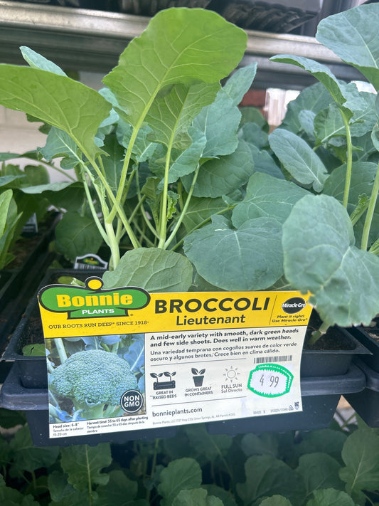 Broccoli Lieutenant 6 Pack