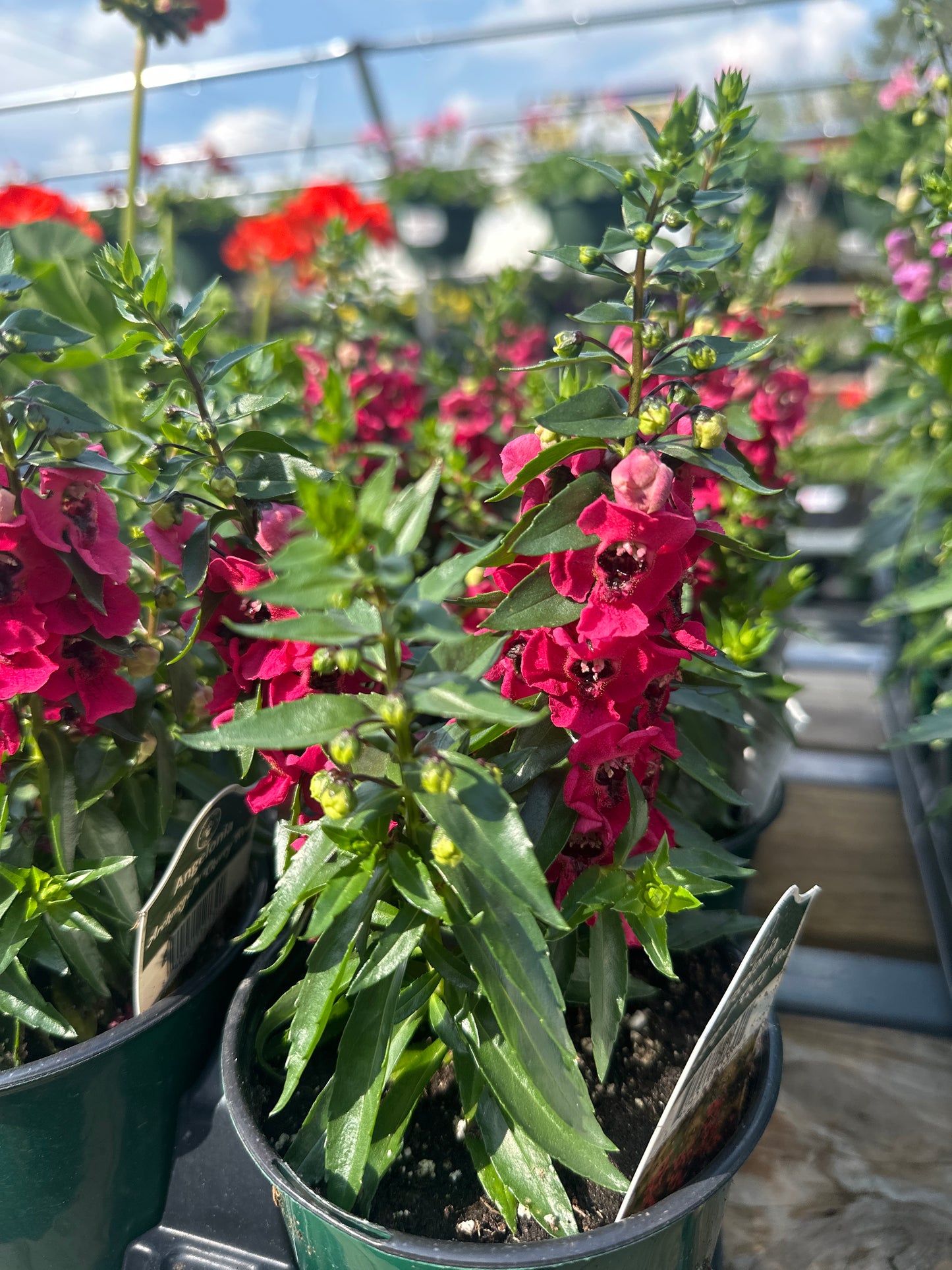 Angelonia Archangel Cherry Red