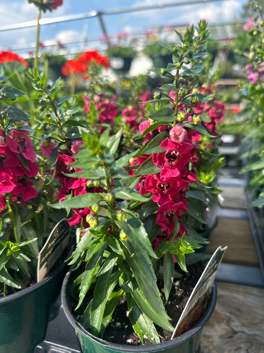Angelonia Archangel Cherry Red