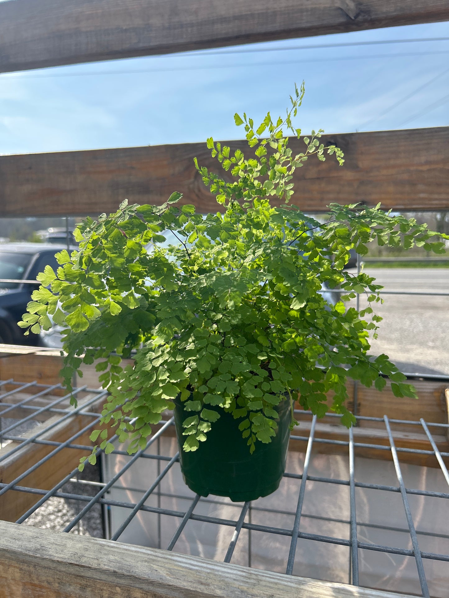 6” Fern