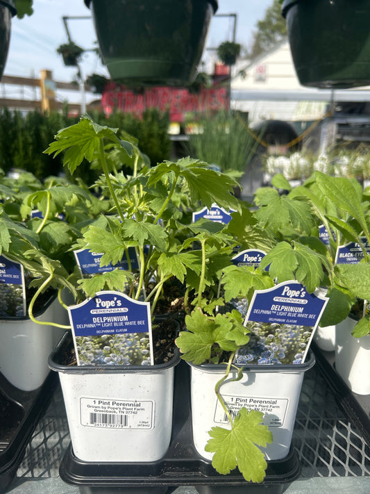 Pope’s 1 Pint Perennials