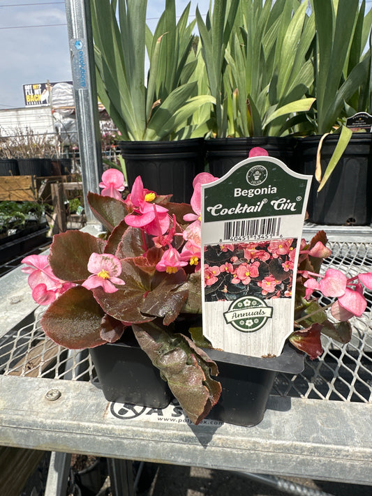 Begonia Cocktail Gin 4pack