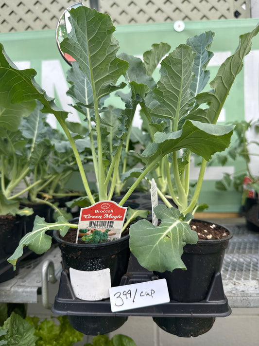 Green Magic Broccoli Cup