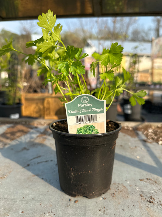 Parsley Italian Dark Single