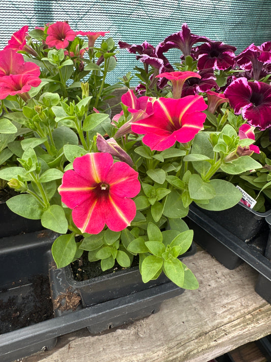 Crazytunia Amarena Cream