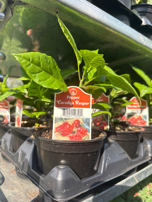 Carolina Reaper Pepper Cup