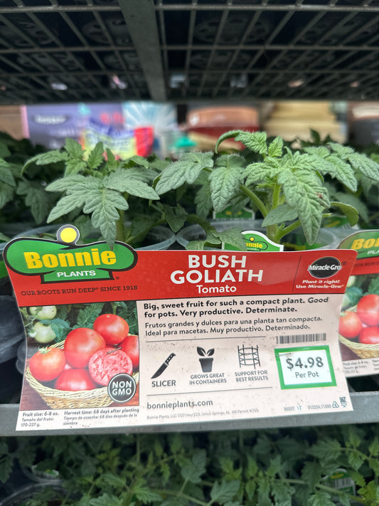 Bonnie Bush Goliath