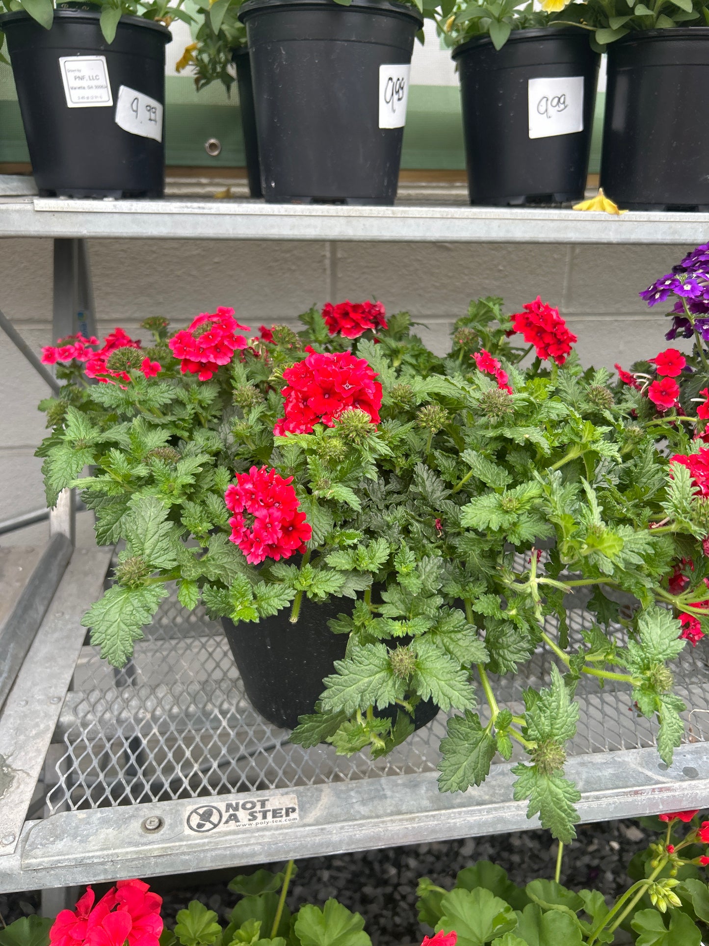 Verbena 12” Pot Red