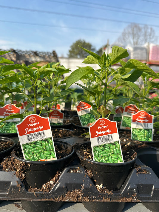 Jalapeno Pepper