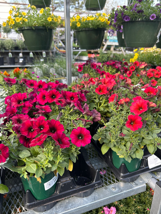 Petchoa SuperCal Premium Petunias