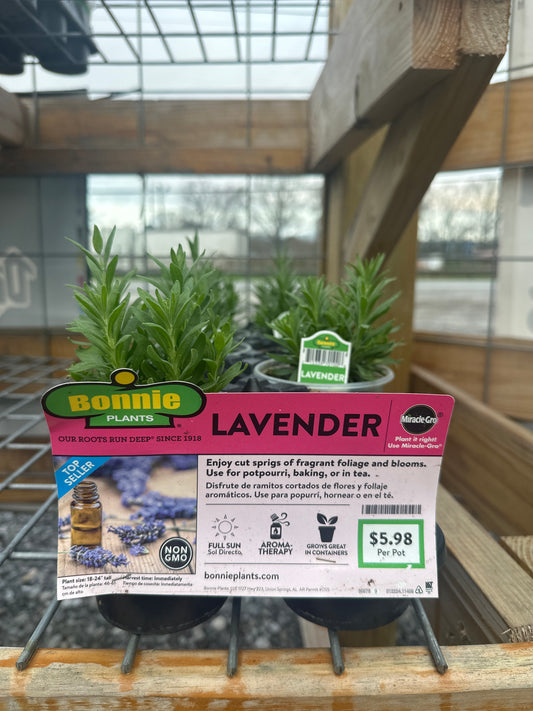 Bonnie Lavender Cup