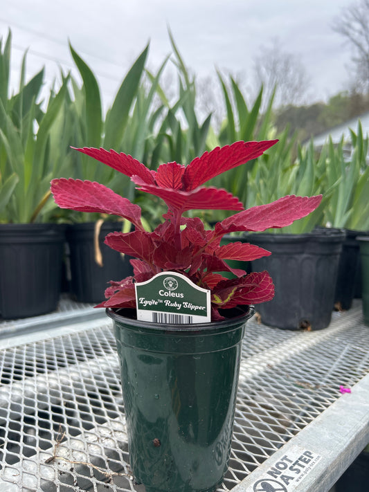 Coleus Ignite Ruby Slipper
