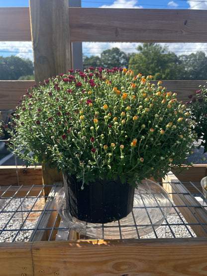 Large Multicolor Mum