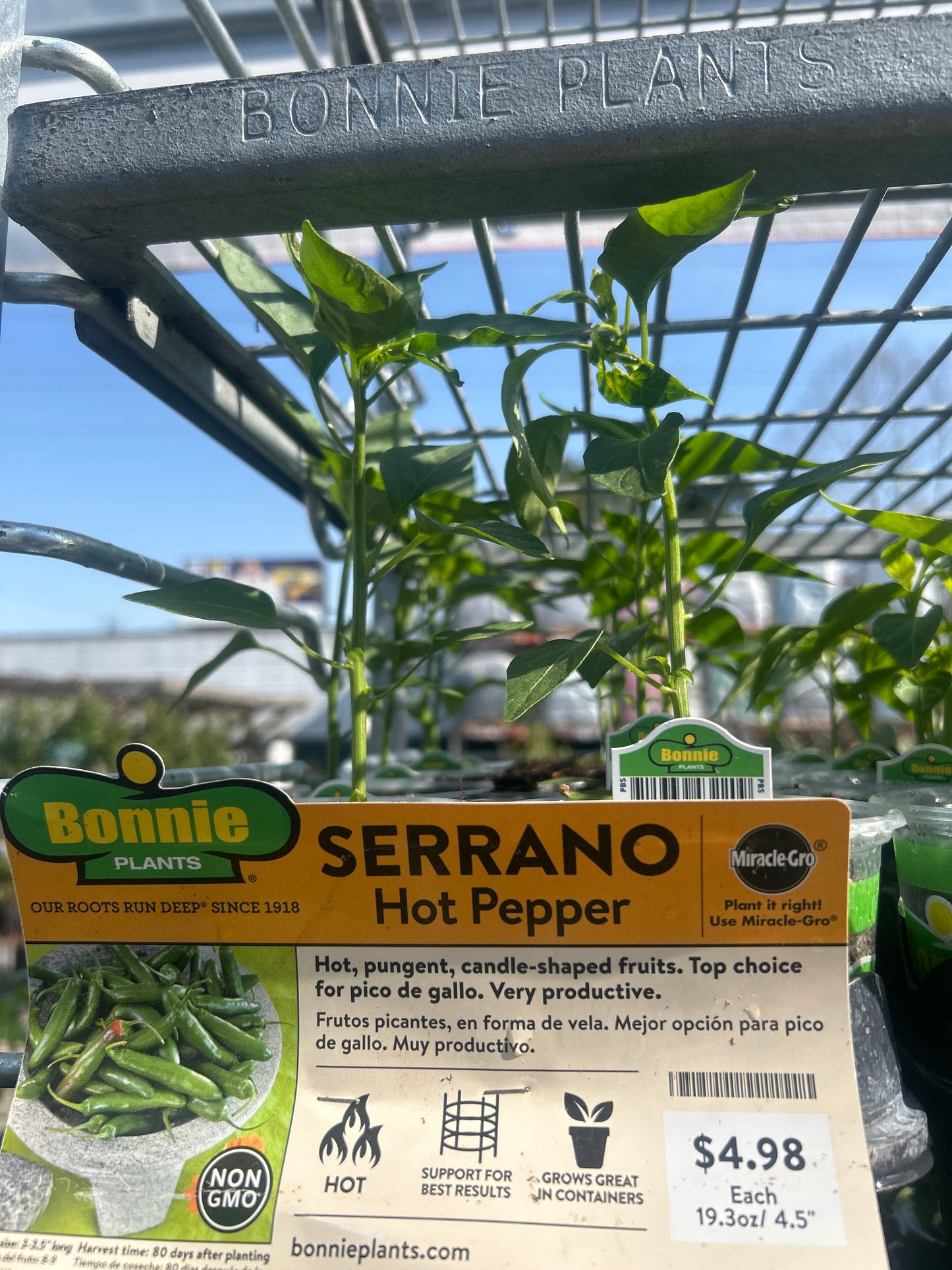 Bonnie Serrano Hot Pepper Cup