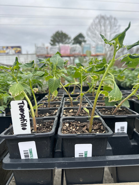 Tomatillo Tomato Cup