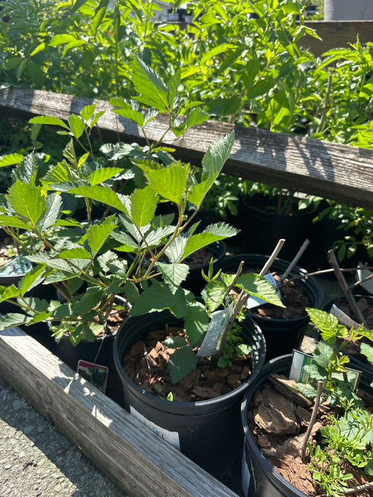 Blackberry 3gal
