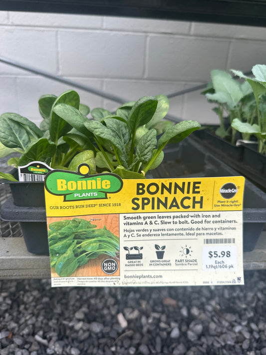 Bonnie Spinach 6 Pack