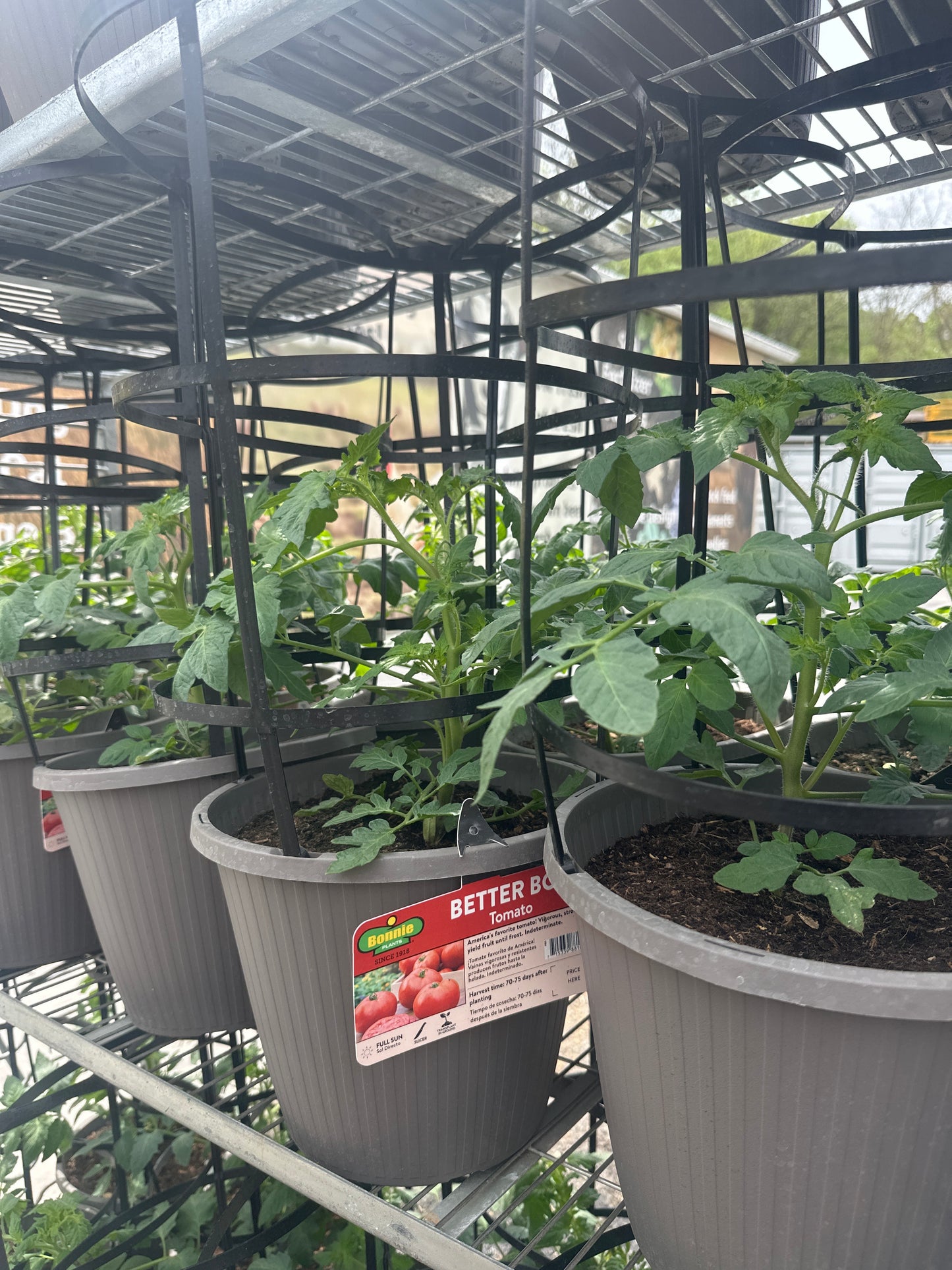 Bonnie Better Boy Cage Tomato