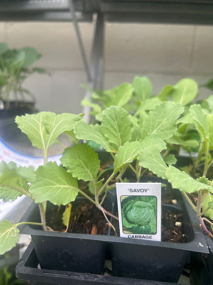 4 Pack Veggie