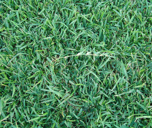 Centipede Seed 1lb