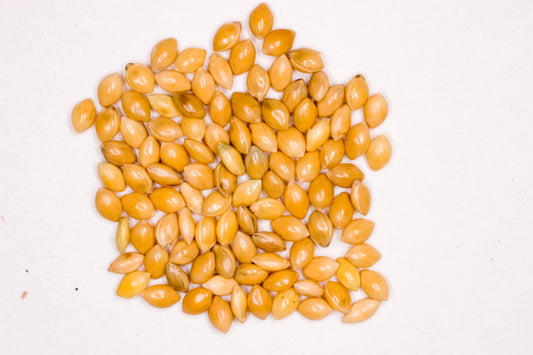 Dove Proso Millet