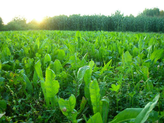 Chicory Seed