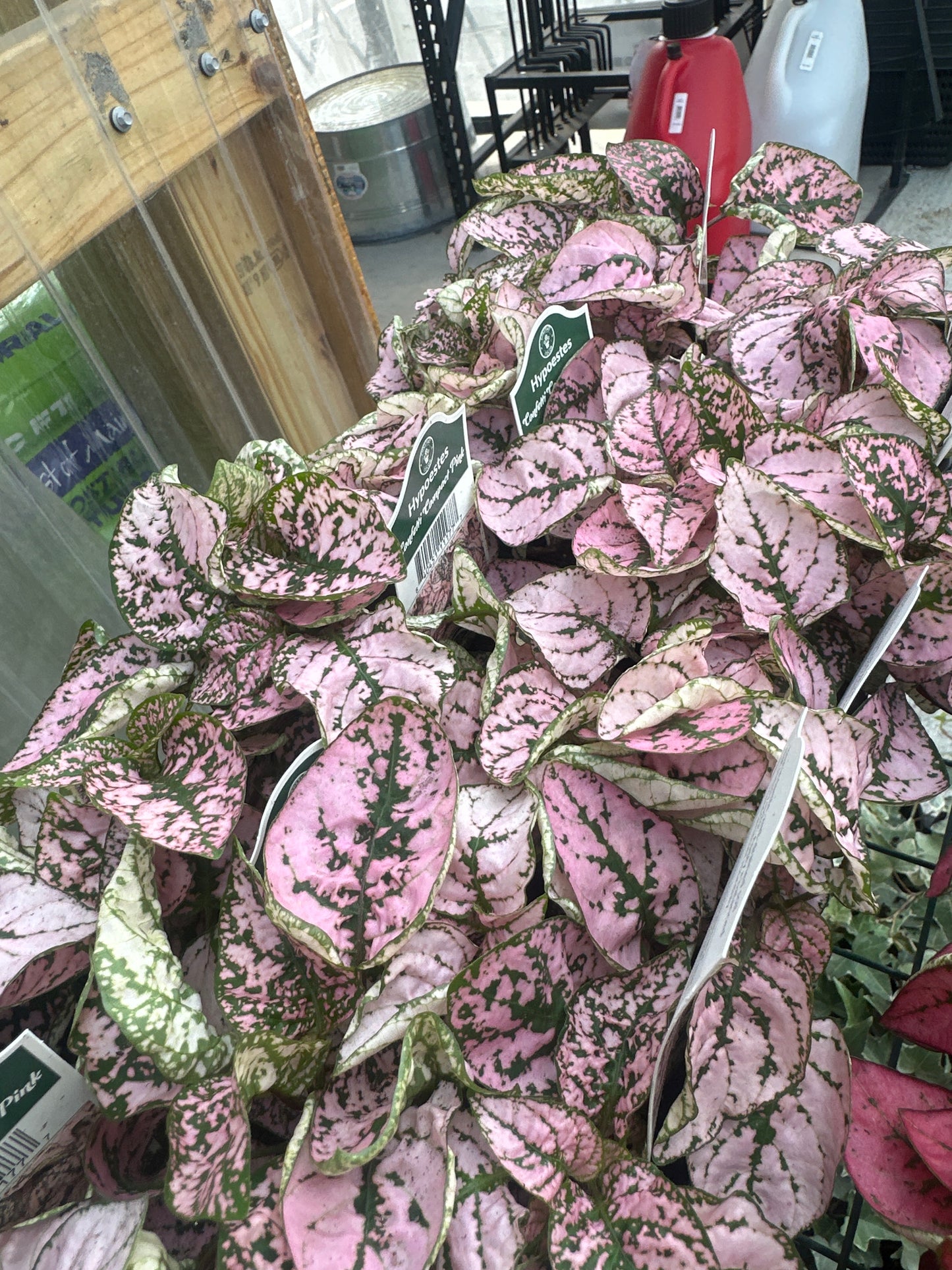 Hypoestes Confetti Compact Pink