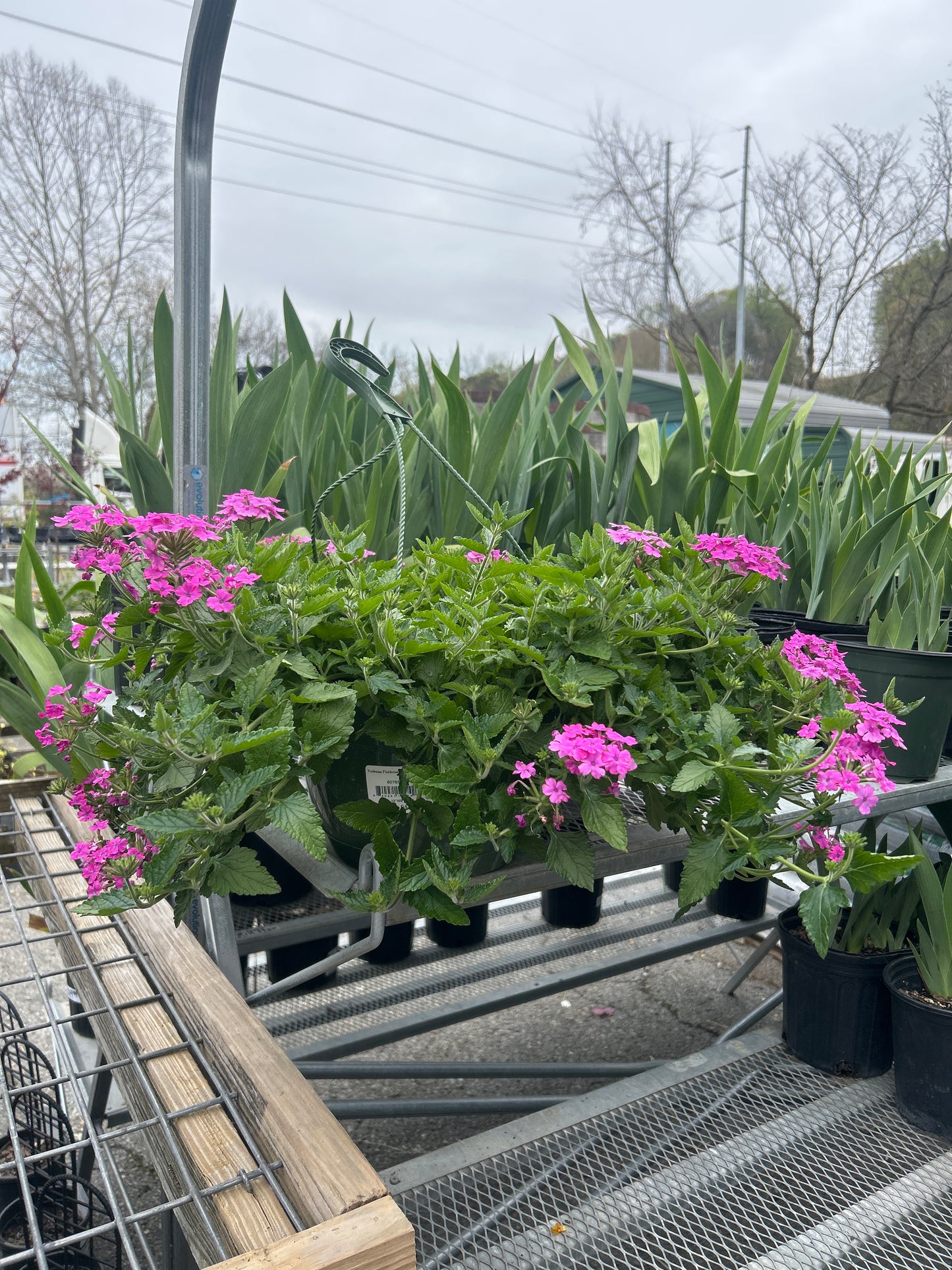 Verbena Firehouse Light Pink Hanging Basket