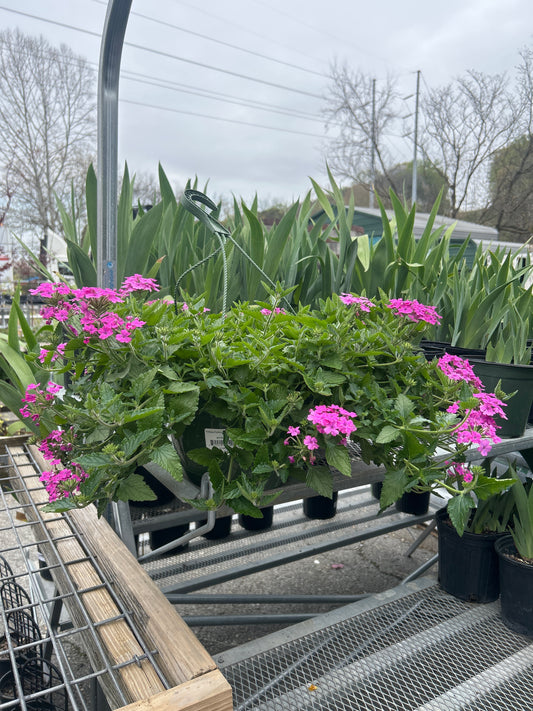 Verbena Firehouse Light Pink Hanging Basket