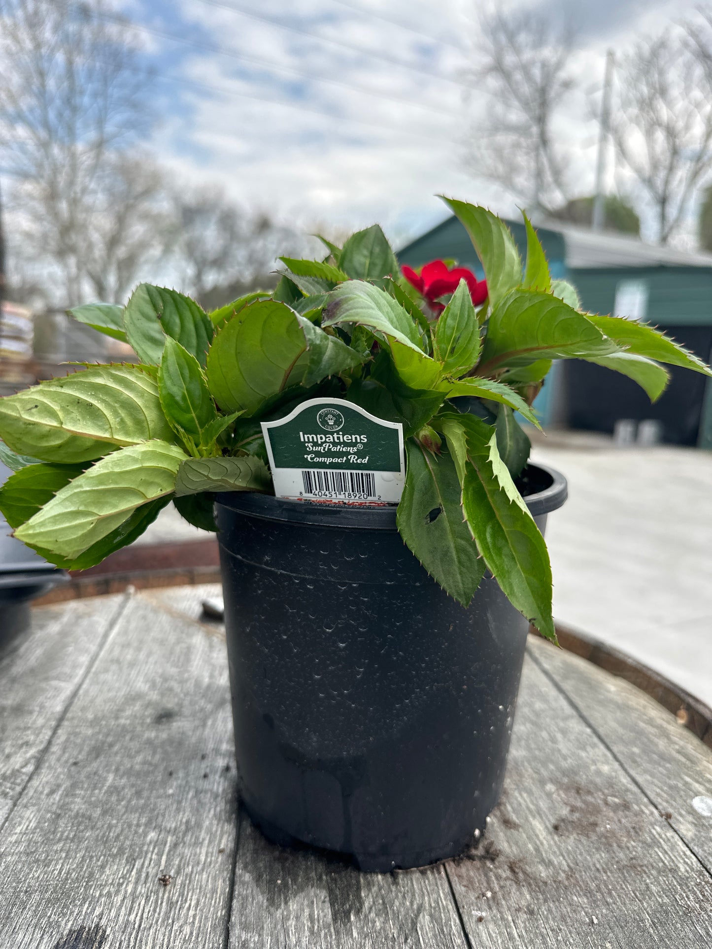 Impatiens Compact Red