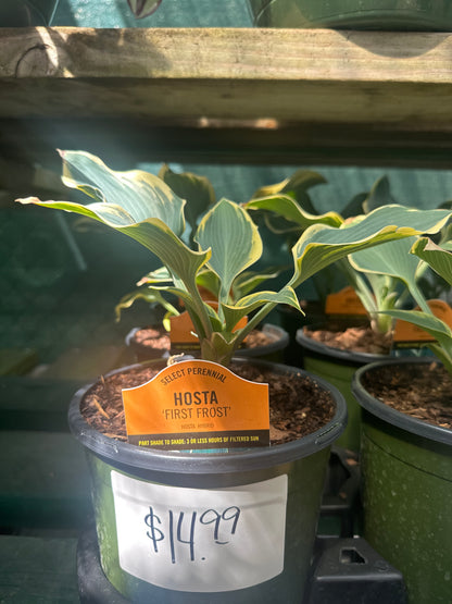 Hosta