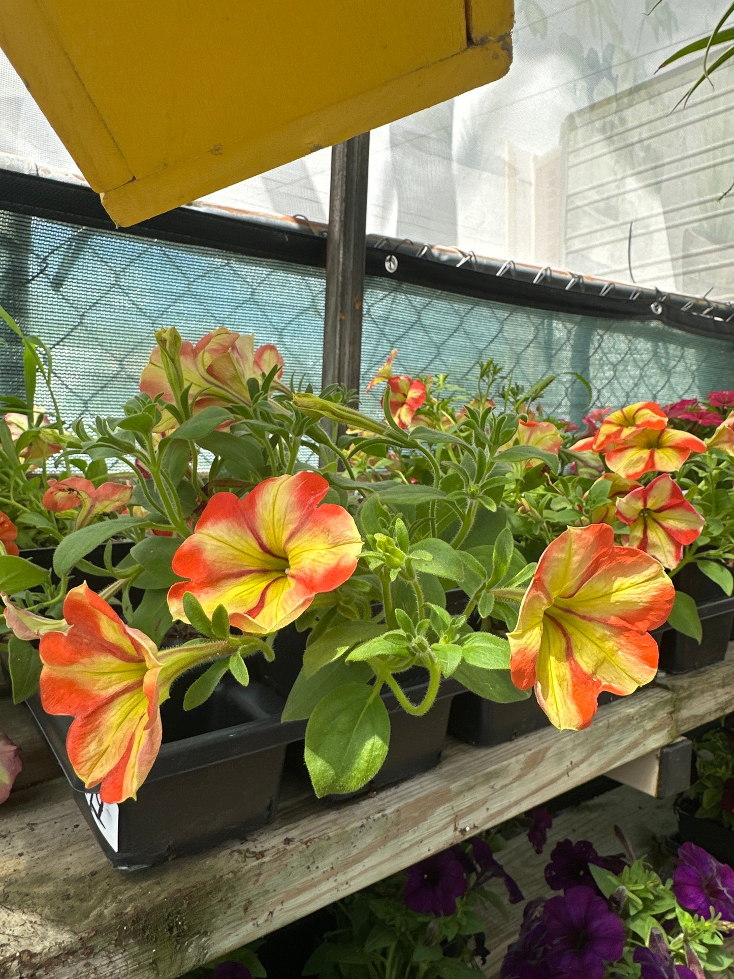 Crazytunia Frisky Orange