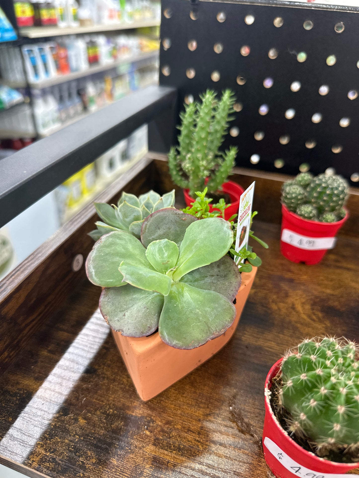 Heart Succulent 4”