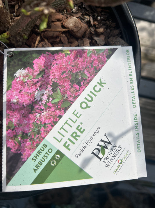 PW Panicle Hydrangea