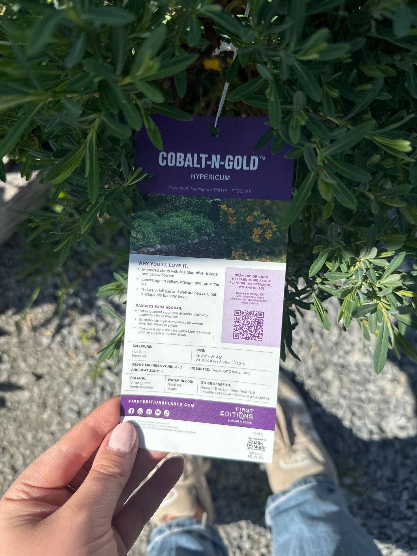 Cobalt-N-Gold