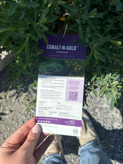 Cobalt-N-Gold