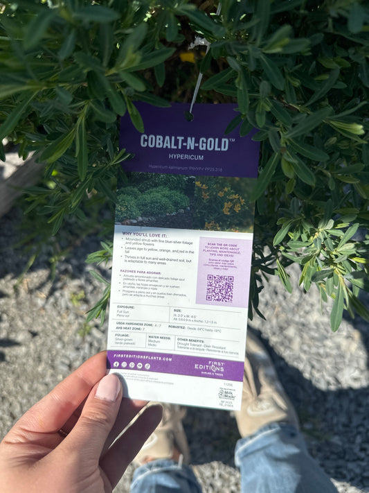 Cobalt-N-Gold