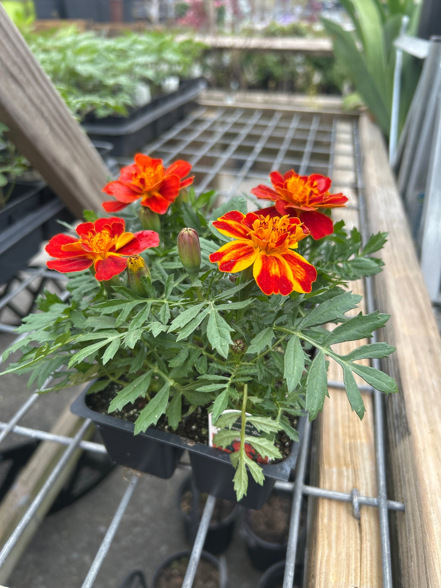 Marigold 4 Pack