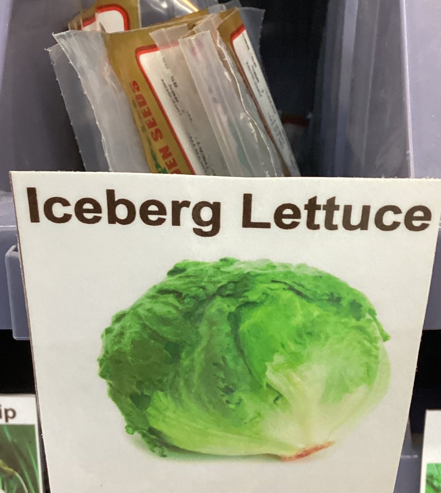 Iceberg Lettuce Seed