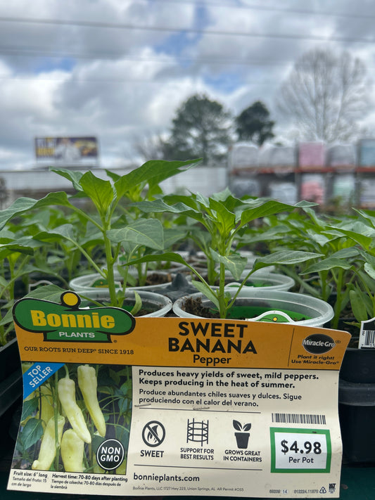Sweet Banana Pepper Bonnie Cup