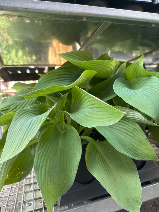 Blue Angel Hosta