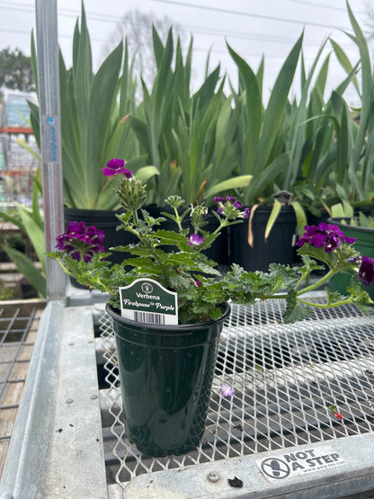 Verbena Firehouse Purple