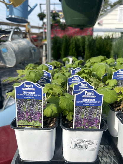 Pope’s 1 Pint Perennials