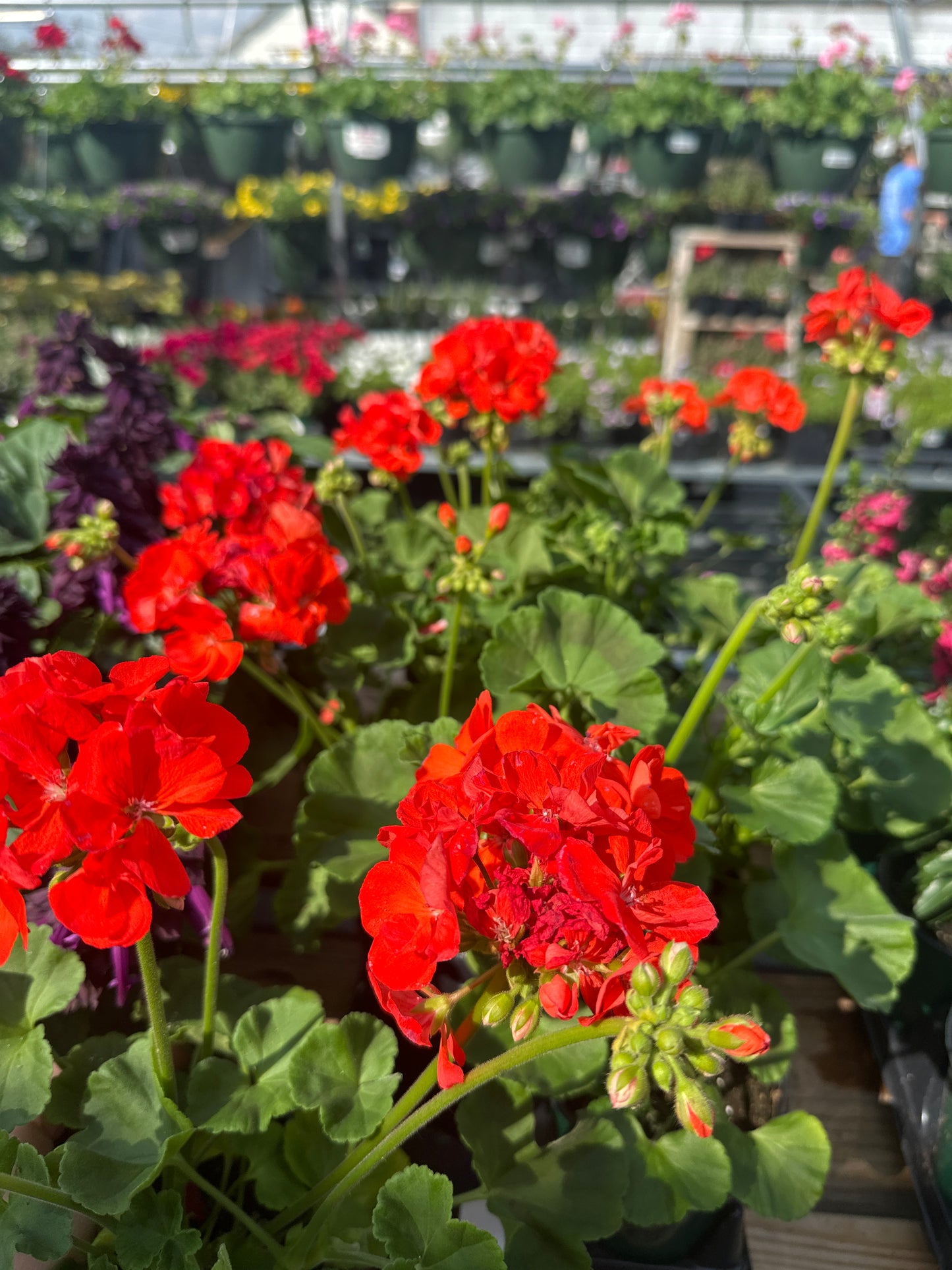 Geranium Rocky Mountain Orange