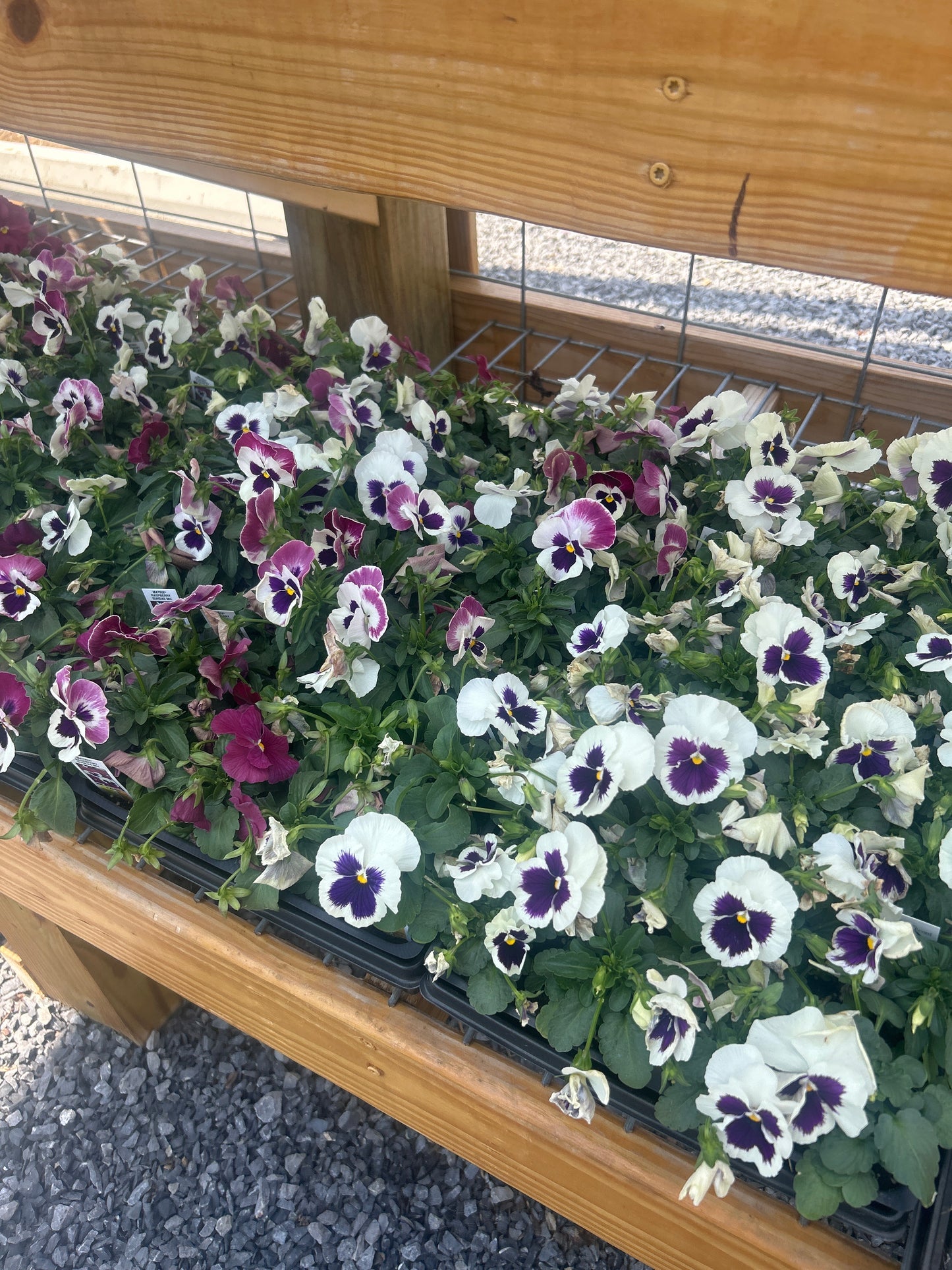 Pansy 4 Pack