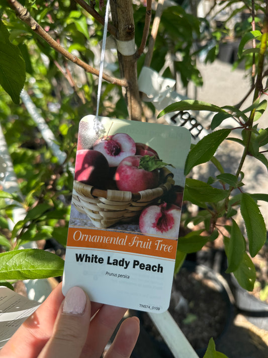 White Lady Peach 5gal